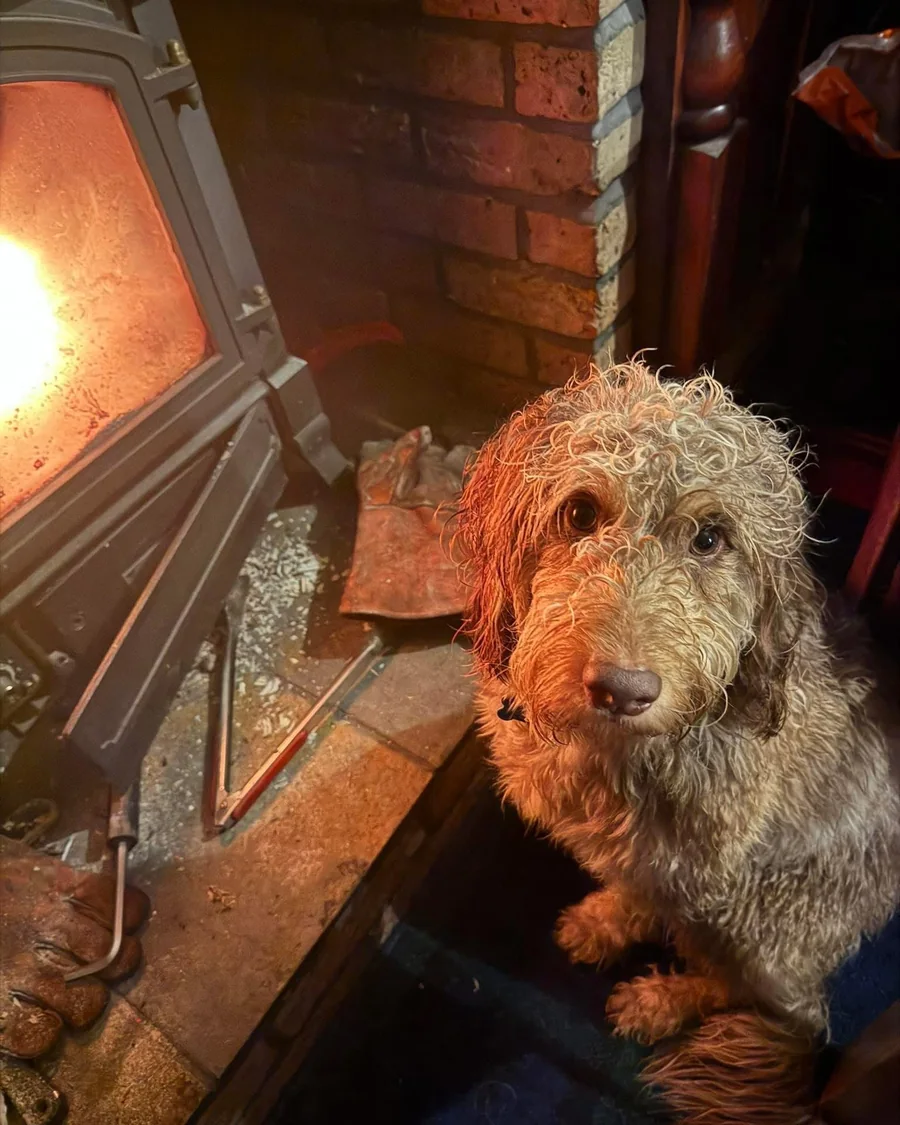 Digley, The OC pub dog, beside the fire